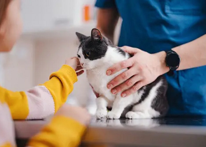 5 Tanda Kucing Sedang Sakit Yang Mudah di Kenali, Apa Saja Tandanya?
