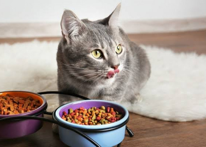Apa Bedanya Jenis Makanan Basah Dan Kering Untuk Kucing? Simak Penjelasannya!