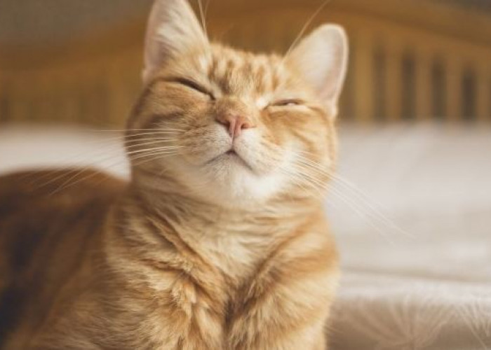 Ini 4 Arti Kedipan Mata Kucing, yang Ternyata Masih Jarang Diketahui Para Pemilik Kucing!
