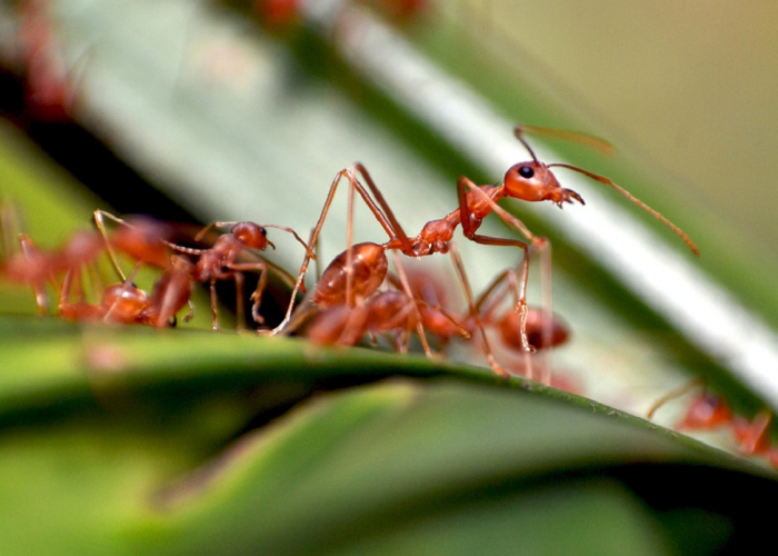 Tidak Hanya Berbeda Warna! Berikut Ini Adalah Perbedaan Semut Merah Dan Semut Hitam, Simak Penjelasannya
