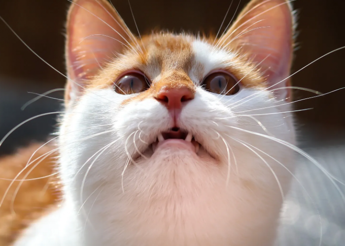 Mengenal 7 Suara Kucing Beserta Artinya, yang Wajib Diketahui Para Cat Parents!