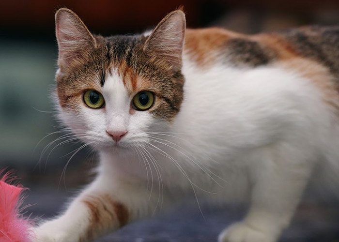 Ini 3 Cara Rahasia Agar Kucing Kampung Nurut, dan Sayang pada Pemilik Mereka