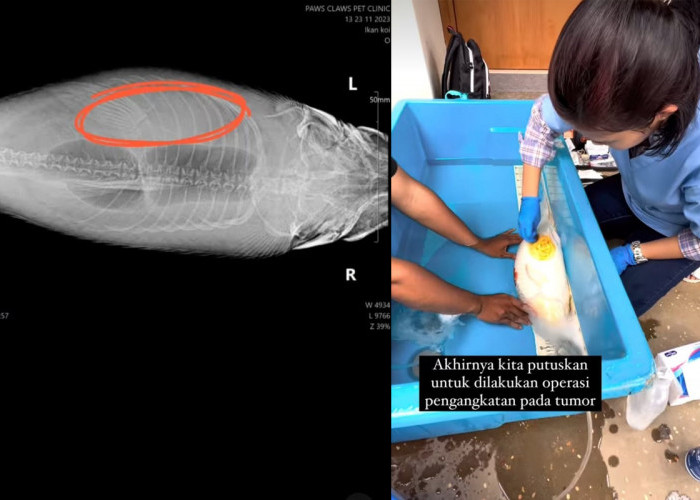 Viral! Ikan Koi Mengidap Tumor dan Harus Menjalani Operasi