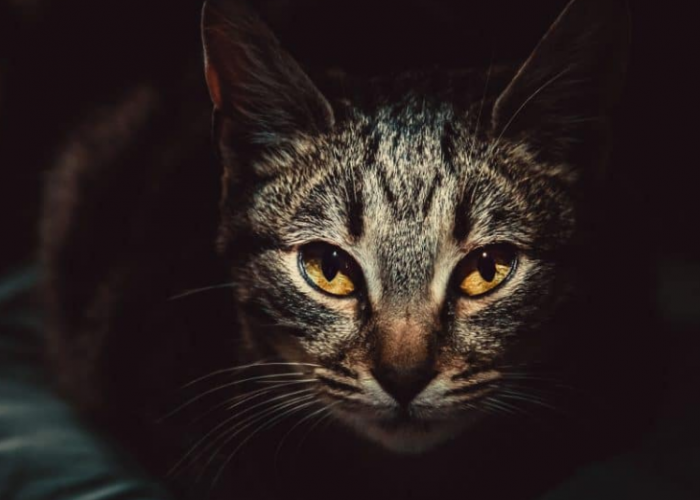 Ternyata Anabul Buta Warna? 5 Fakta Unik Mata Kucing yang Mungkin Belum Kamu Ketahui