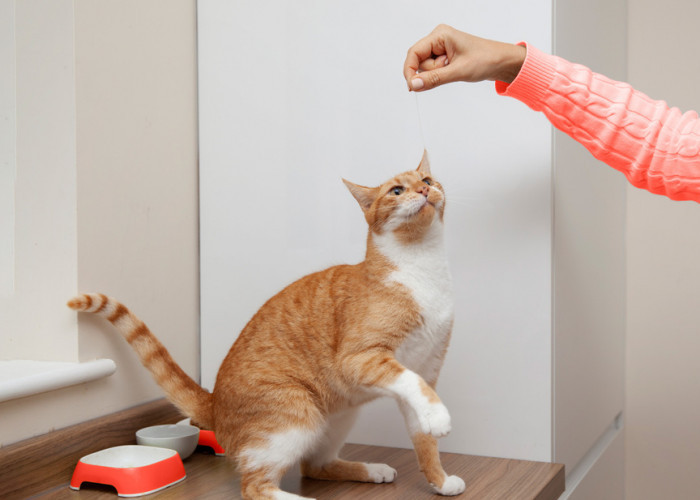 5 Tips Melatih Kucing Mengenali Namanya, Ternyata Mudah Lho! Bisa Diajari Sambil Bermain