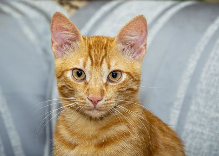 10 Ide Nama Lucu dan Menggemaskan Untuk Kucing Oren, Sederhana Tapi Bermakna