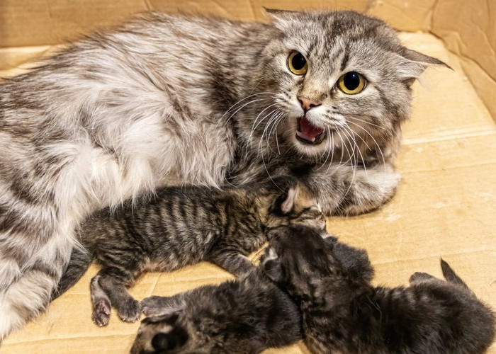 Anak Kucing Menjadi Sasaran Mangsa Kucing Lain? 3 Cara yang Harus Anda Lakukan agar Kitten Selamat!