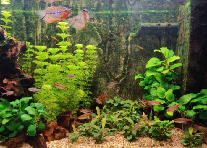 Cocok Diletakan di Dalam Aquarium, Inilah 7 Tanaman Aquascape Asli Indonesia yang Mudah Ditemukan