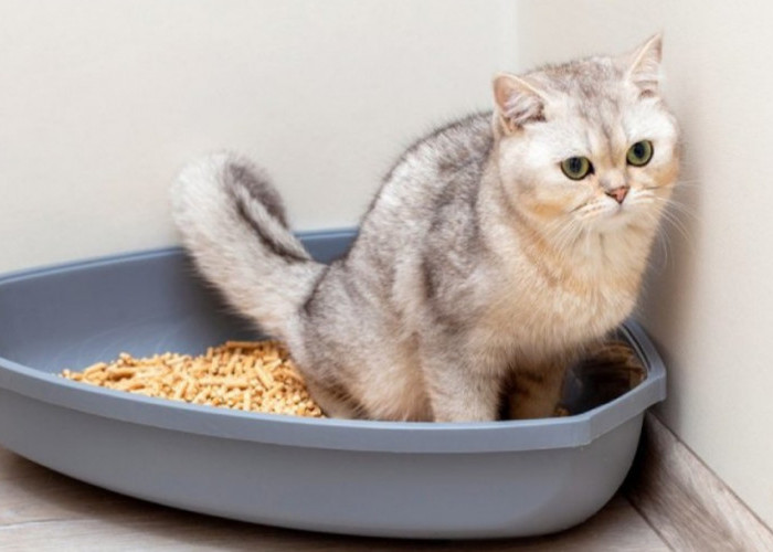 Cara Mengajarkan Kucing Agar Berak di Tempat Kotak Pasir Kucing! 
