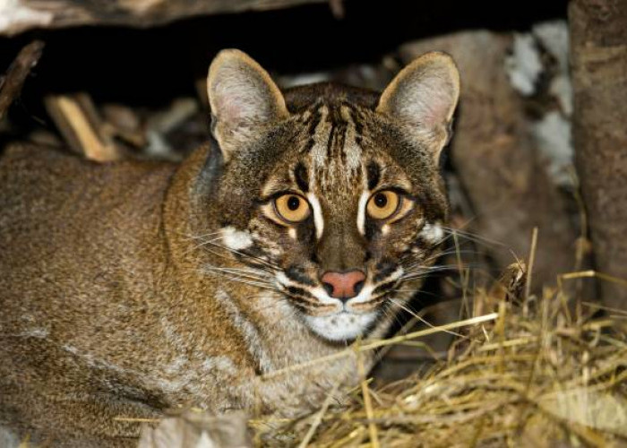 9 Jenis Kucing Hutan yang Dilindungi dan Dilarang Dipelihara, Karena Terancam Punah