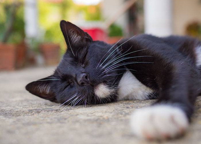 Mengapa Kucing Suka Tidur di Depan Rumah? Inilah 5 Alasannya, Ternyata Menganggap Kamu Majikan Lho!