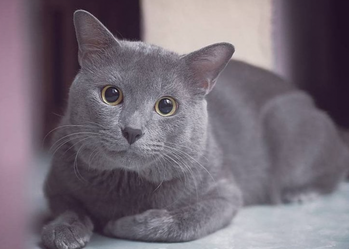 Diambang Kepunahan! Inilah 7 Jenis Kucing Asli Indonesia yang Perlu Dilestarikan