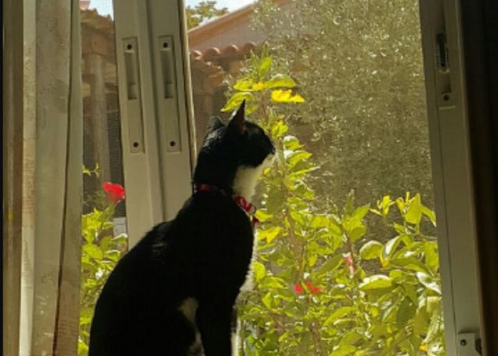 5 Alasan Kucing Suka Menatap Jendela, Ternyata Karena Hal Ini!
