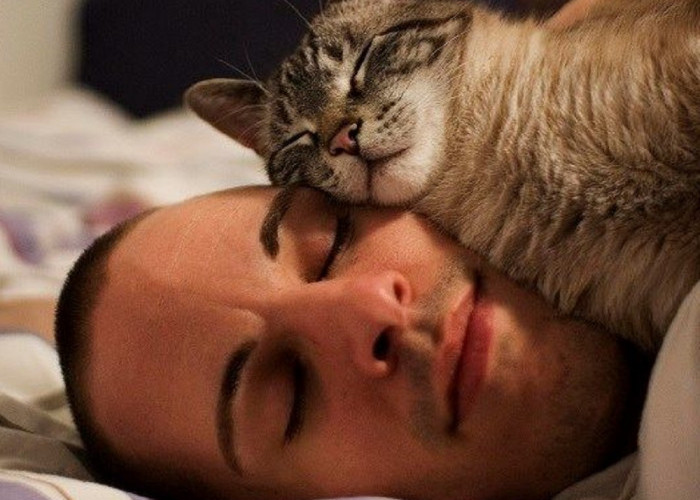 Apakah Boleh Tidur Bersama Kucing Peliharaan Kita Sendiri? 