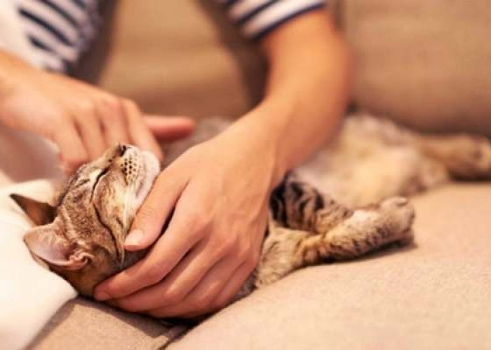 Terkenal Memiliki Sifat Agresif, Inilah 8 Tanda Kucing Kampung Menyukai Anda!