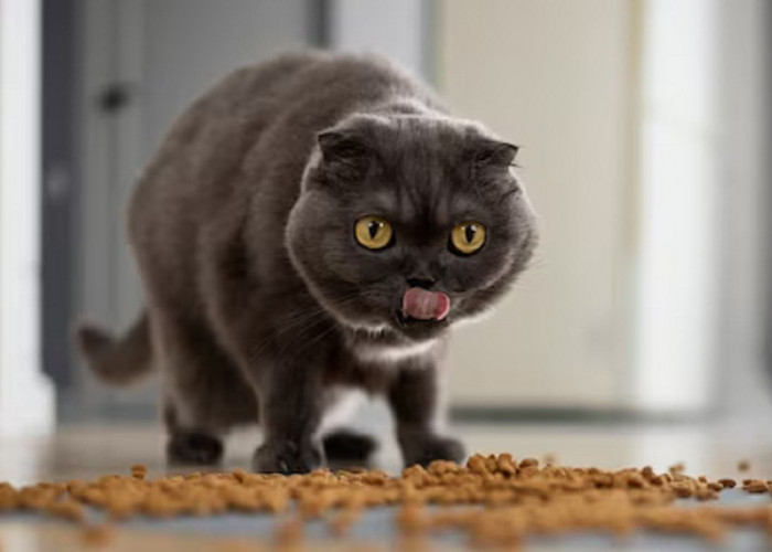 Buat Bulu Makin Tebal dan Tidak Mudah Rontok, Ini Dia 5 Merk Makanan Kucing Yang Paling Disukai Kucing