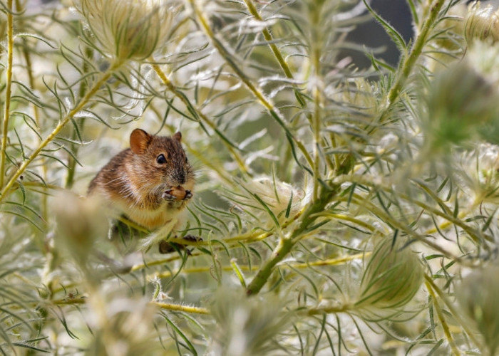 Ingin Mengusir Tikus Got dari Rumah? Berikut Tanaman Hias yang dapat Membuat Tikus Pergi dari Rumah 