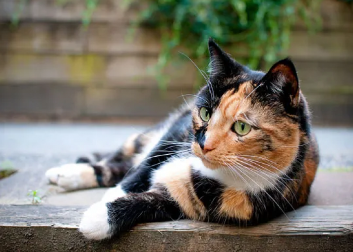 Petunjuk Pakai Pakan Kontrasepsi untuk Kucing, Ini Dia Cara Steril Kucing Tanpa Operasi