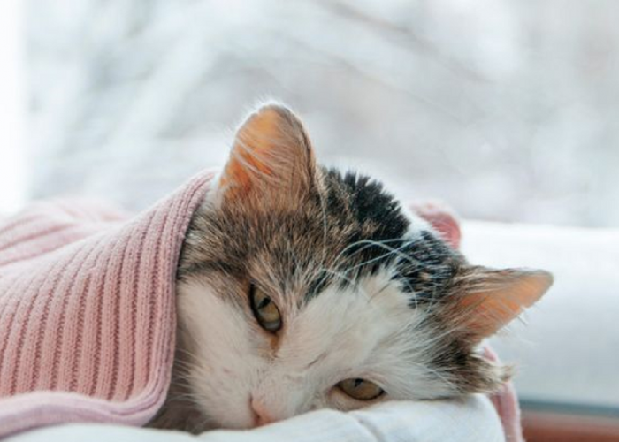Inilah Ciri Kucing Sakit Ginjal Berikut dengan Cara Mencegahnya, Apakah Kucing Anda Mengalaminya?