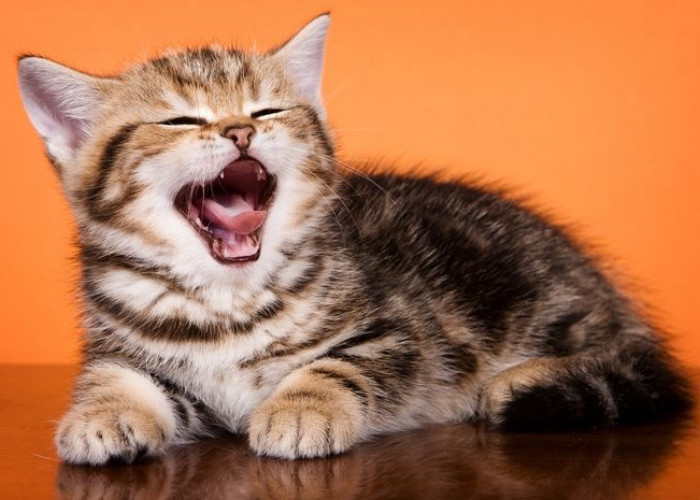 Kenapa Kucing Mengeong Di Malam Hari Dengan Suara Keras? 5 Alasan yang Harus Anda Tahu!