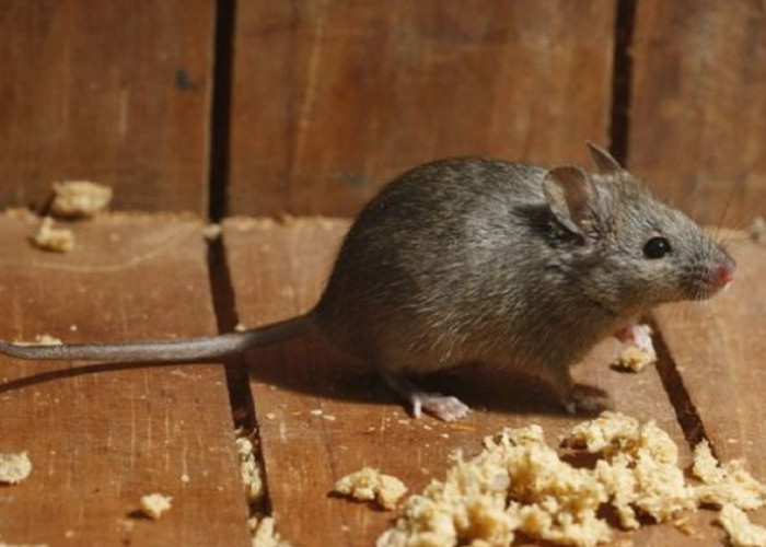 Baunya Buat Tikus Gak Tahan, Ini Dia 5 Aroma Yang Dibenci Tikus, Buat Tikus Kabur Dari Rumah!