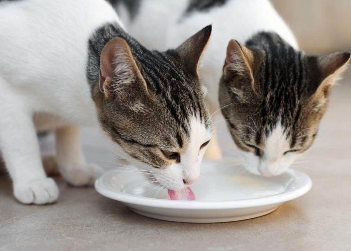 3 Cara Membuat Makanan Kucing Kampung dengan Mudah!