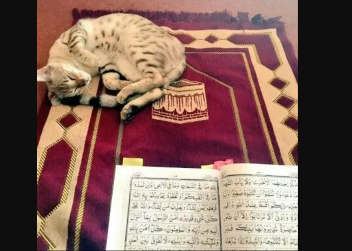 Apa yang Harus Dilakukan ketika Diganggu Kucing saat Shalat? Sikapi dengan Cara Berikut!