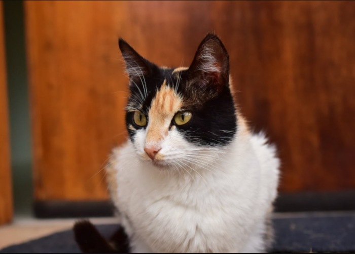 Inilah 3 Kelebihan Kucing Ras Anggora Campur Kampung yang Tidak Kalah dengan Darah Murni