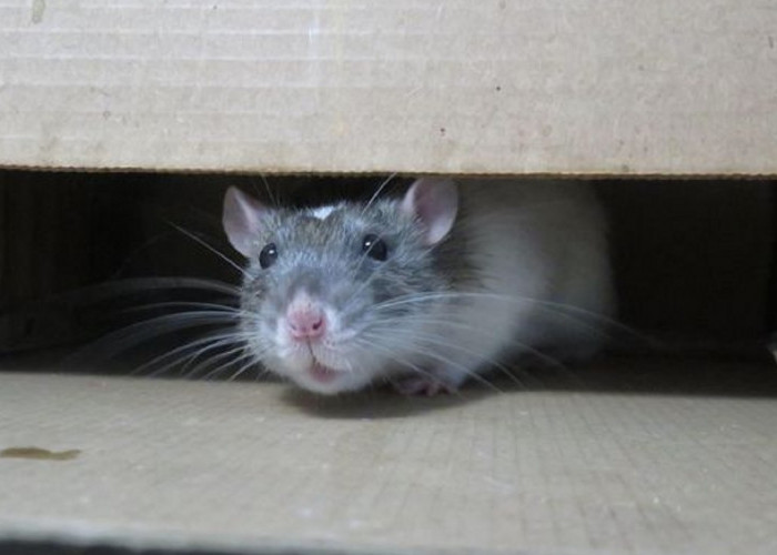 Tidak Disukai Tikus Karena Baunya! Ini Dia 5 Aroma Yang Tidak Disukai Tikus, Bisa Usir Tikus Keluar Rumah