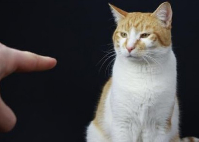 Kucing Itu Peka! Ini 5 Cara Kucing Tau Pemiliknya Sedang Marah dan Emosi, Jangan Main Pukul!