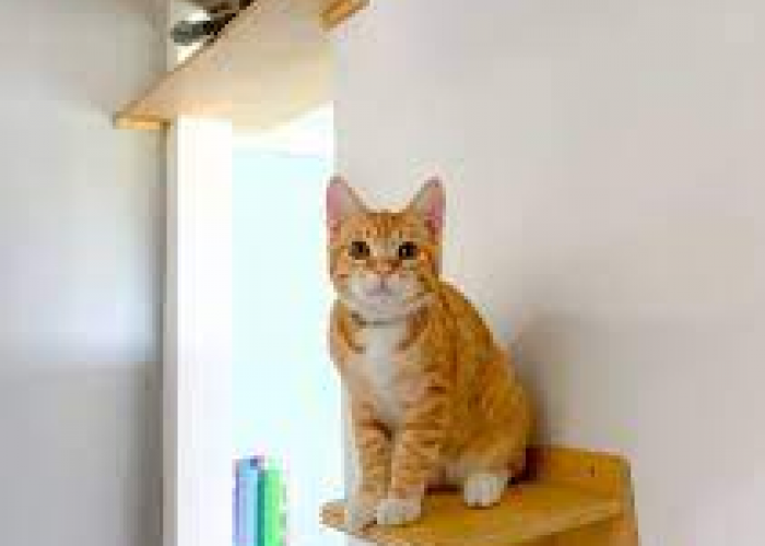 5 Cara Agar Kucing Betah di Rumah dan Tidak Kabur, Bikin Anabul Nyaman dan Bahagia di Rumah