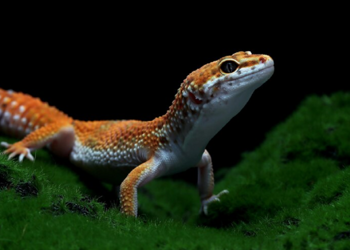 Gampang Banget! Begini Cara Memelihara Leopard Gecko, Reptil Warna-Warni Yang Menggemaskan