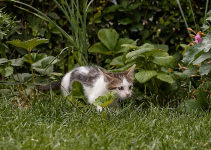 Kucing Makan Rumput Untuk Apa? Ternyata Ini 5 Penyebabnya