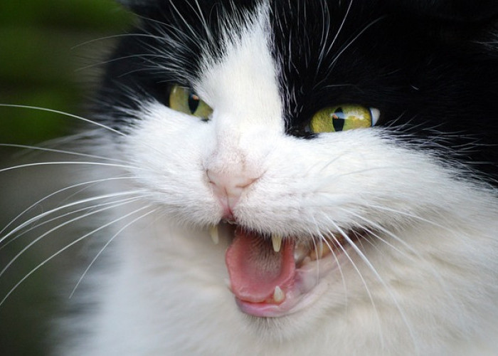 Kenapa Kucing Mendesis Saat Ada Kucing Baru? Inilah 5 Arti Suara Kucing Mendesis, yang Perlu Kamu Ketahui!