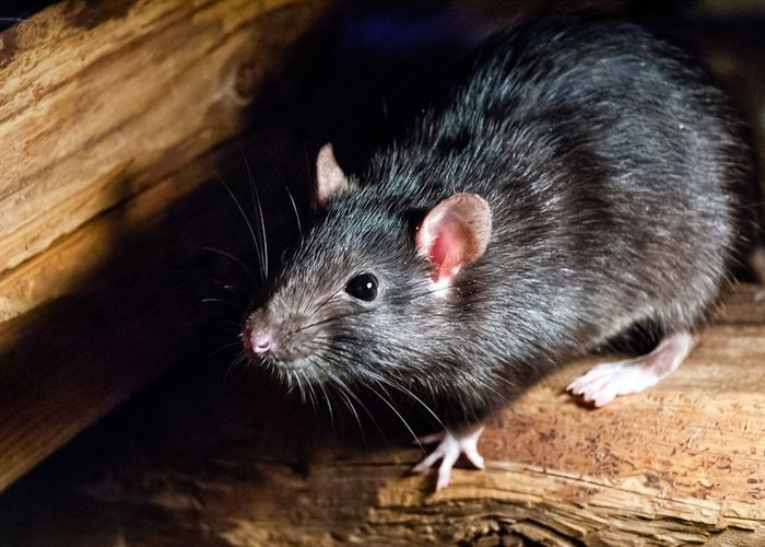Berikut 5 Cara Basmi Tikus di Rumah, Menurut Penelitian Sangat Ampuh Mengusir dan Takuti Tikus