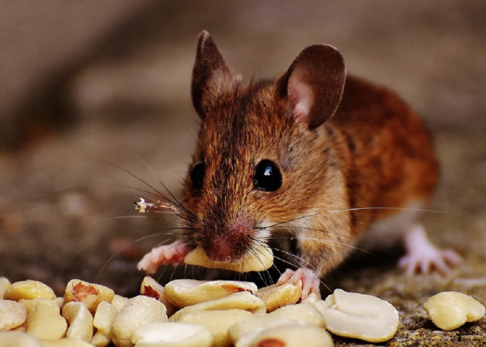 Bau Alaminya Tidak Disukai Tikus, Ini Dia 5 Jenis Bahan Dapur yang Tikus Benci! Cocok Usir Tikus Keluar Rumah