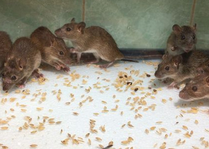 Buat Tikus Kabur, Ini Nih 6 Bahan Dapur Yang Dapat Mengusir Tikus Dari Rumah, Wajib Cobain!