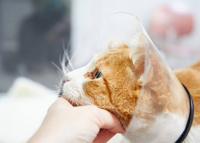 Penyakit Kulit yang Umum Terjadi Pada Kucing