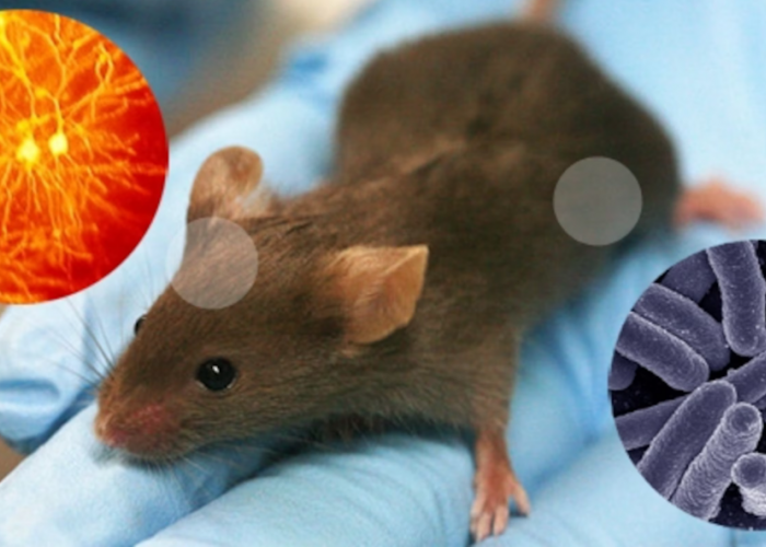 Jangan Dianggap Sepele! Waspadai 6 Penyakit yang Ditularkan Tikus Ini, Hama Ini Bisa Jadi Mematikan