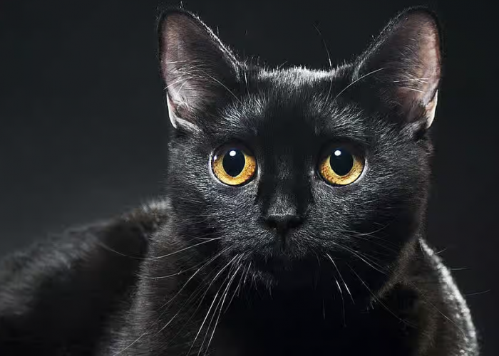 Jenis Kucing yang Langka? Ini dia 5 Fakta Unik Tentang Kucing Hitam yang Jarang diketahui!