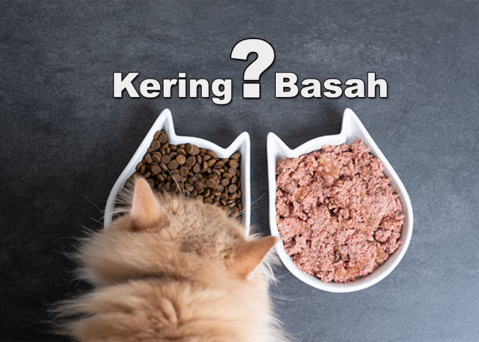 Perbedaan Nutrisi Antara Makanan Kucing Kering dan Basah, Pemilik Anabul Harus Paham