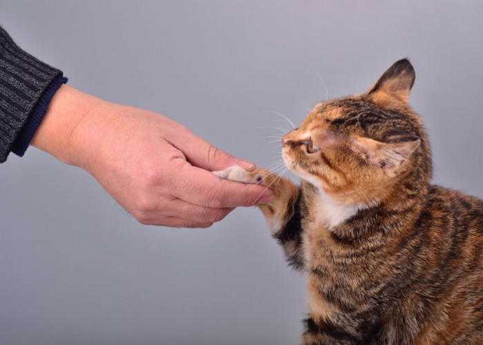 Rahasia Bikin Anabul Nurut, Coba Lakukan 5 Cara Ini Agar Kucing Nurut Saat Dipanggil, Bikin Pemilik Gemas