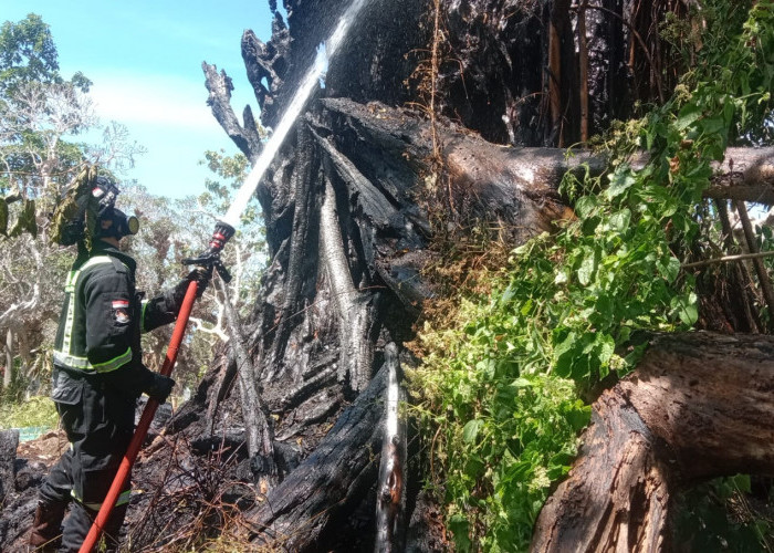 Akibat Warga Bakar Sampah Sembarangan, Pohon Bunut di TPU Kelurahan Ciporang Kuningan Terbakar