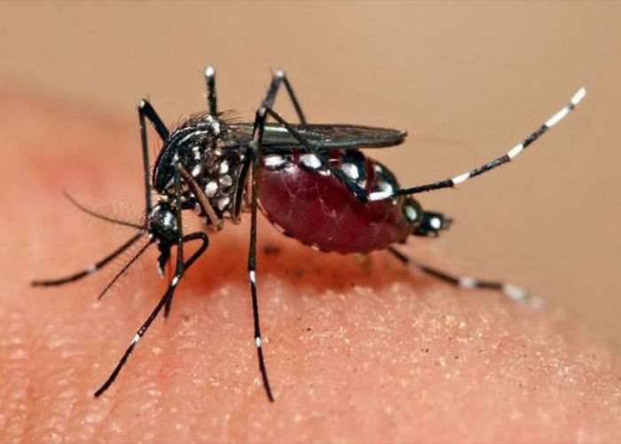 Ini Dia 3 Fase Demam Berdarah dan 5 Cara Menghindari Gigitan Nyamuk Aedes Aegypti, Oh Ternyata..