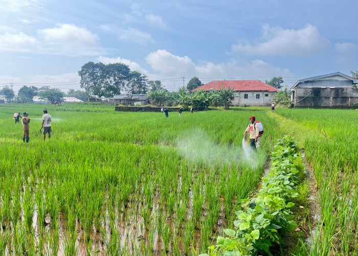 Diskatan Kuningan Turun ke Sawah, Kendalikan Hama Padi di Dua Kecamatan