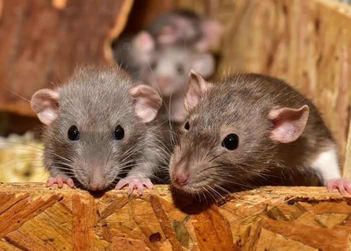 Bumbu Dapur Bawang Putih, Sereh dan Lainnya Bisa Mengusir Tikus Bersarang! Ketahui 7 Tips Mengusir Tikus Yu!