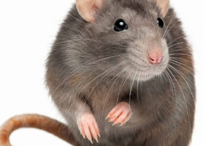 Tikus Takut Akan Baunya! Berikut 6 Cara Alami Usir Tikus Menggunakan Kapur Barus 