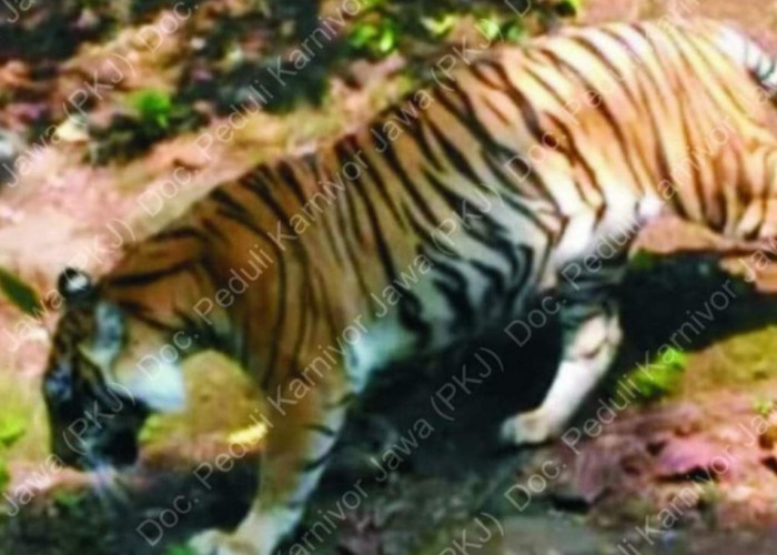 Peneliti Yakin Harimau Jawa Masih Ada di Pulau Jawa: Mungkin Selama Ini Kita Salah