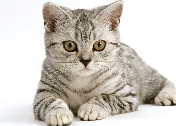 Lucu Banget! Ini 4 Jenis Kucing Bulu Pendek Terpopuler dan Paling Banyak Diminati!