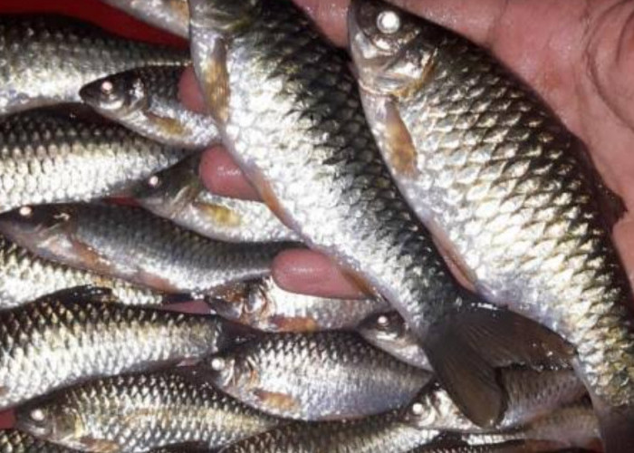 Ikan Paray khas Sungai Cipedak, Dibudidayakan oleh Warga Desa Cijemit Kuningan, Ternyata Harganya Sangat Mahal